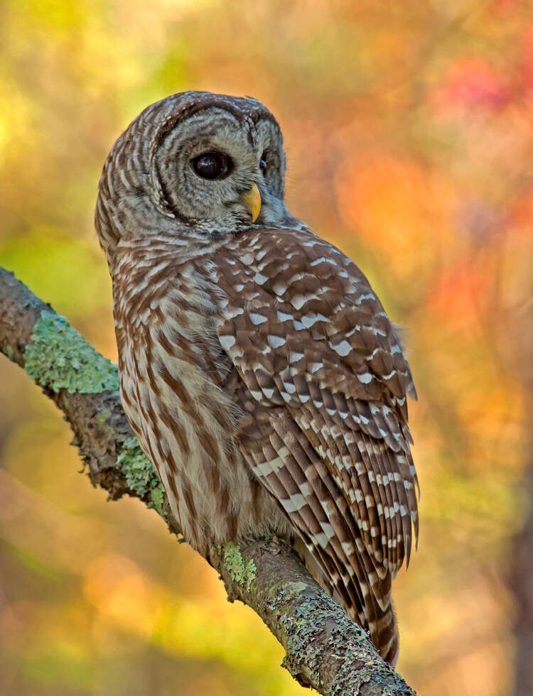 Image of Barred Owl