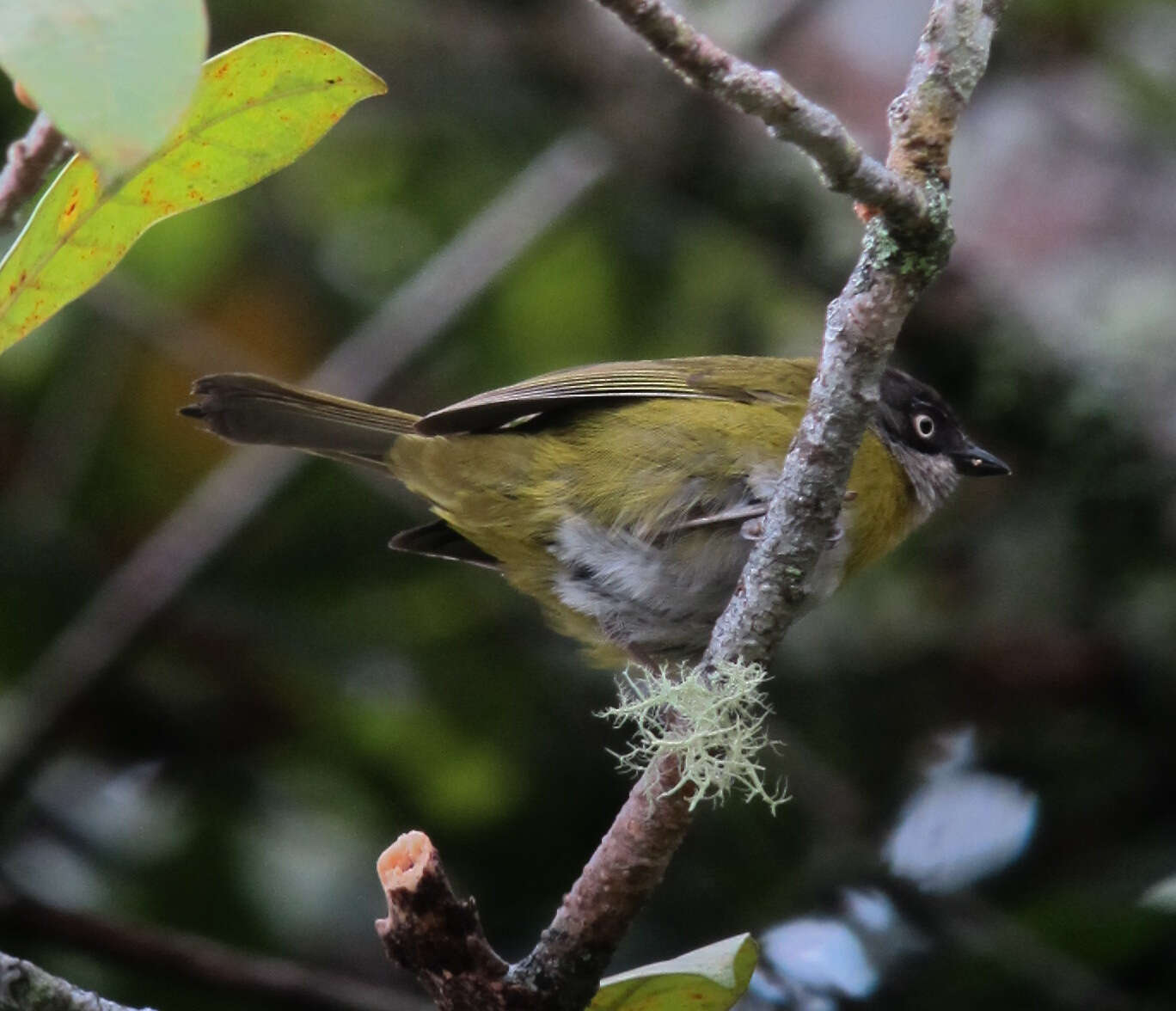 Image of Common Bush Tanager