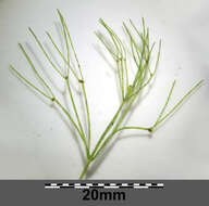 Image of Stonewort