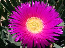 Image of Carpobrotus acinaciformis (L.) L. Bol.