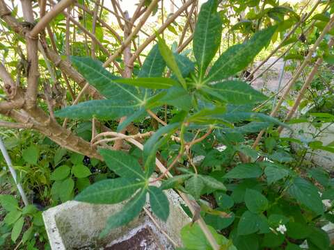 Image of cassava