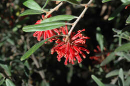 Imagem de Grevillea irrasa R. O. Makinson