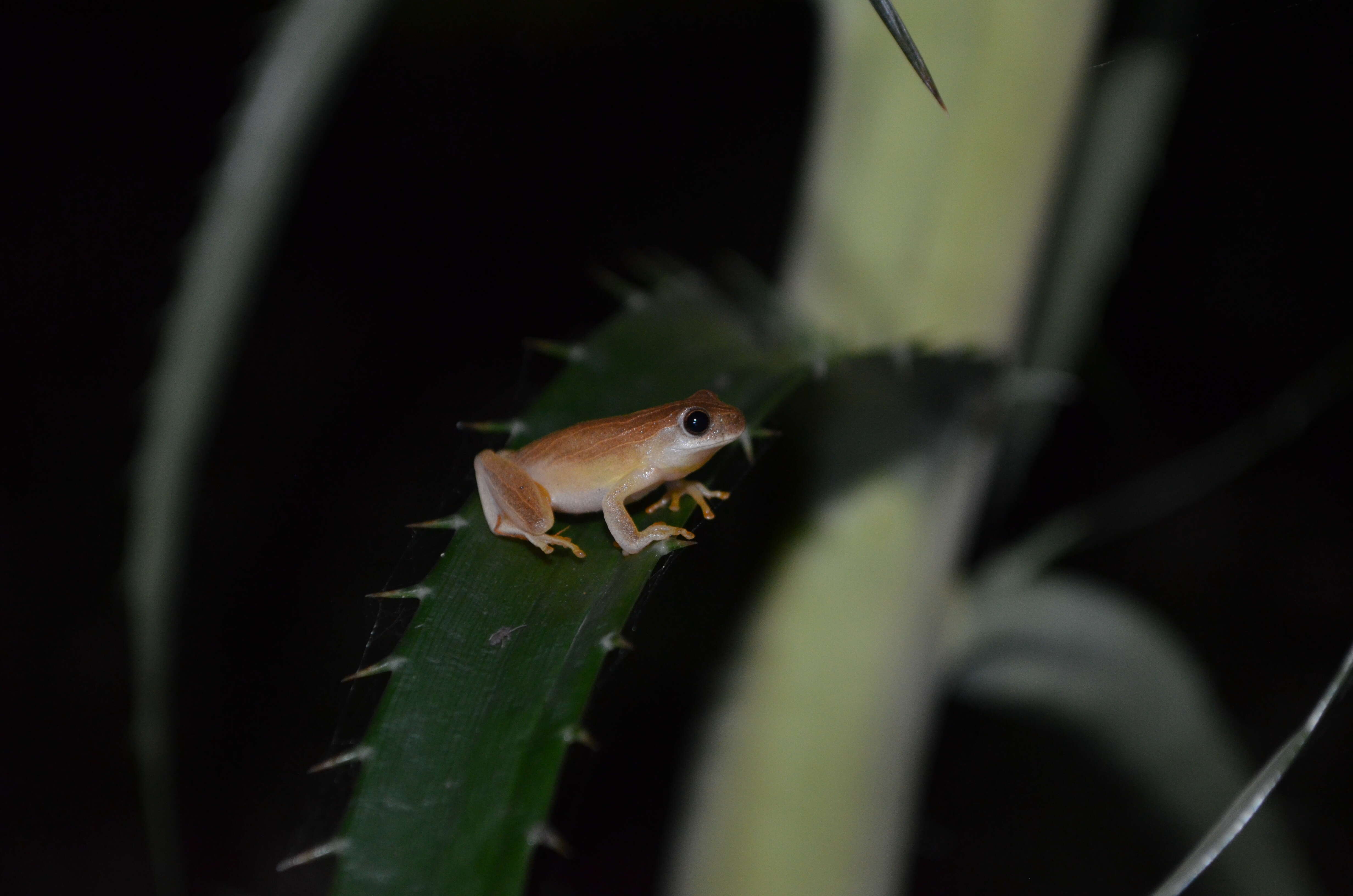 Image of Lesser Treefrog