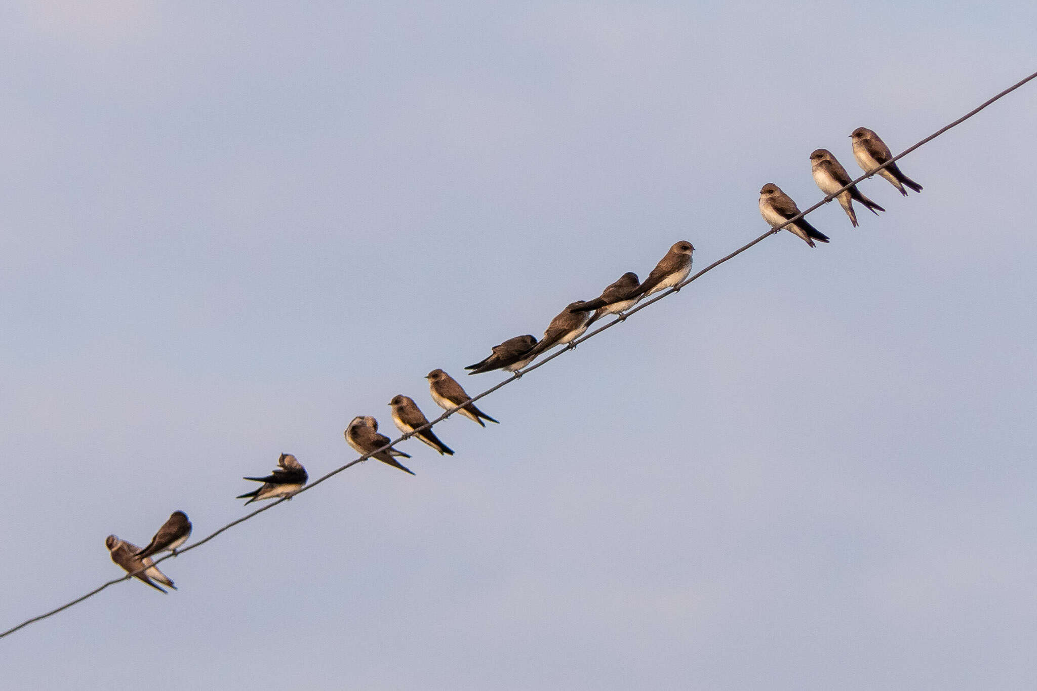 Image of Grey-throated Martin