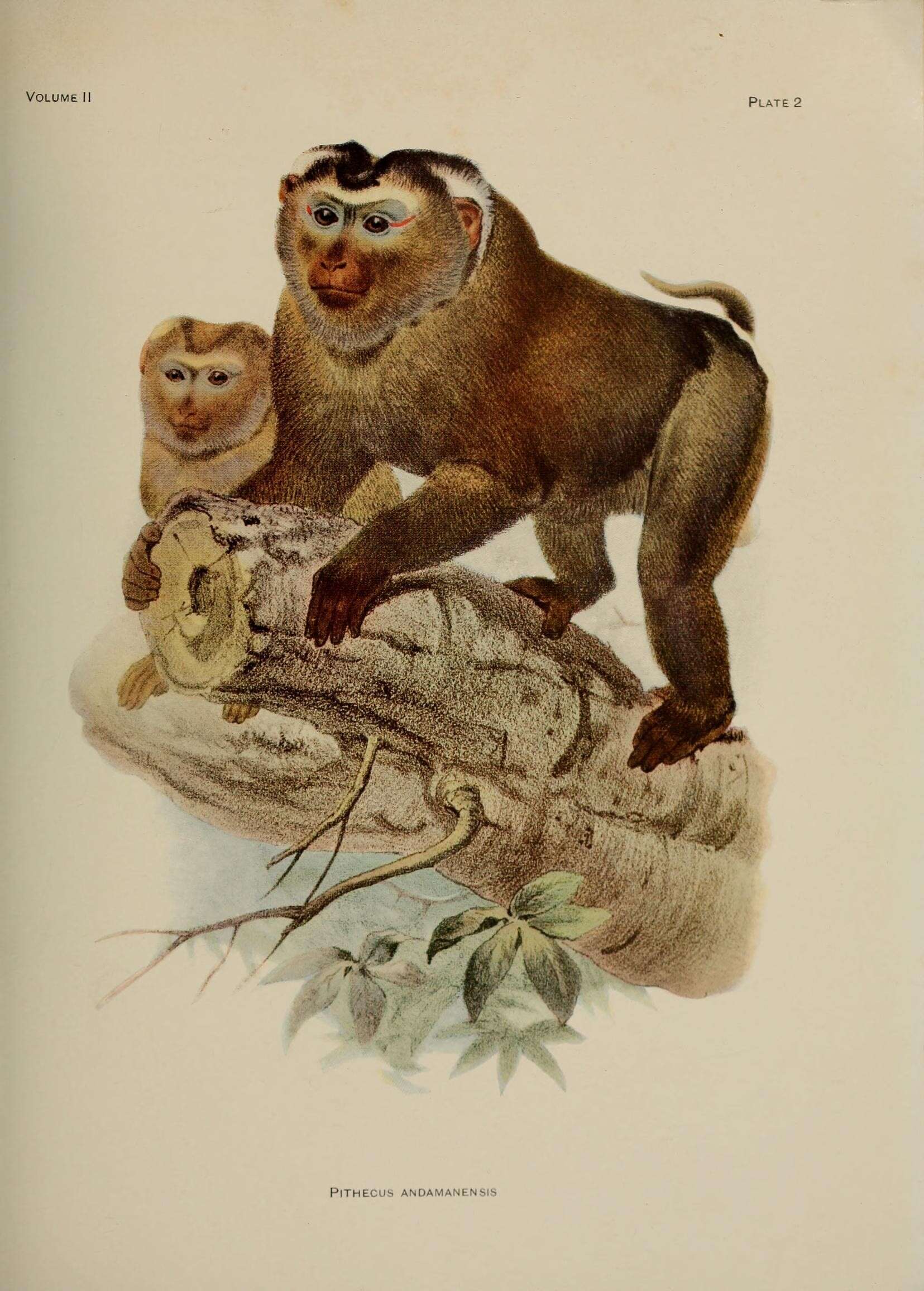 Image of Assam Macaque