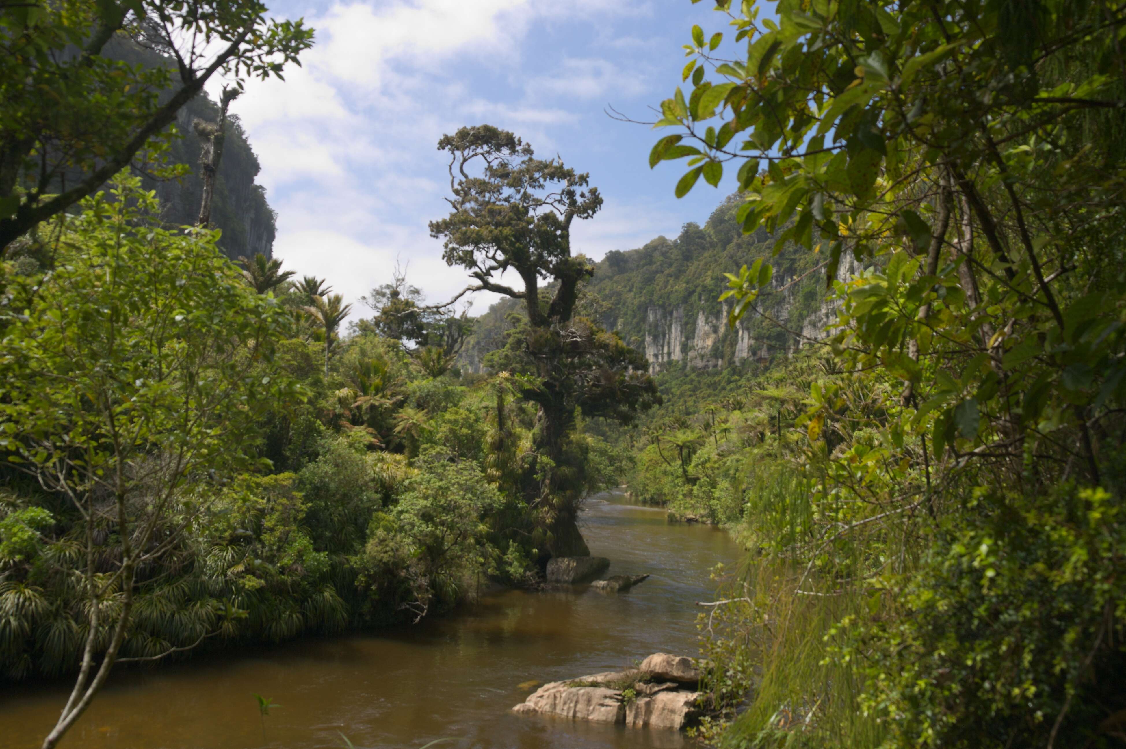 Image of Dacrydium