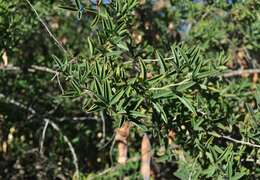 Image of Anagyris foetida L.