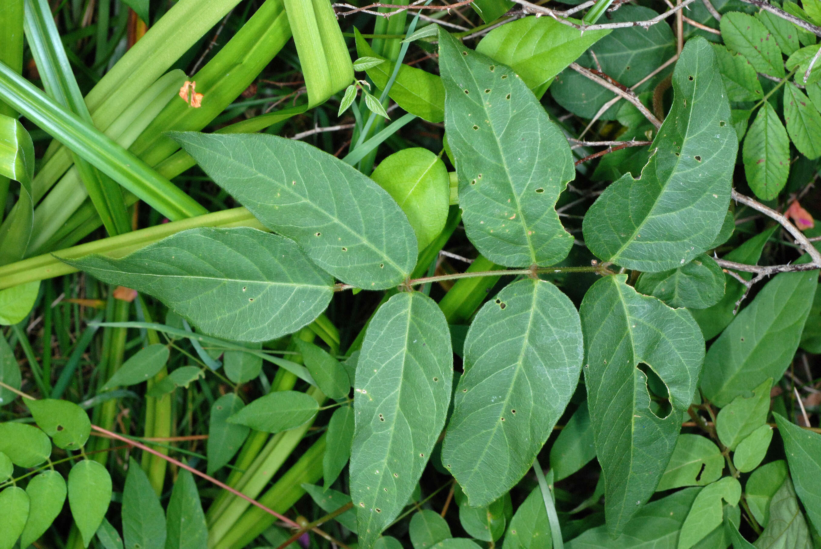 Image of groundnut