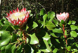 Imagem de Protea cynaroides (L.) L.