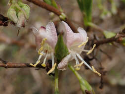 Imagem de Lonicera fragrantissima Lindl. & Paxt.