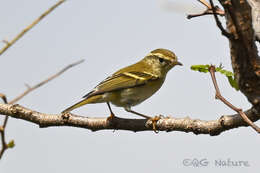 Image of Yellow-browed Warbler