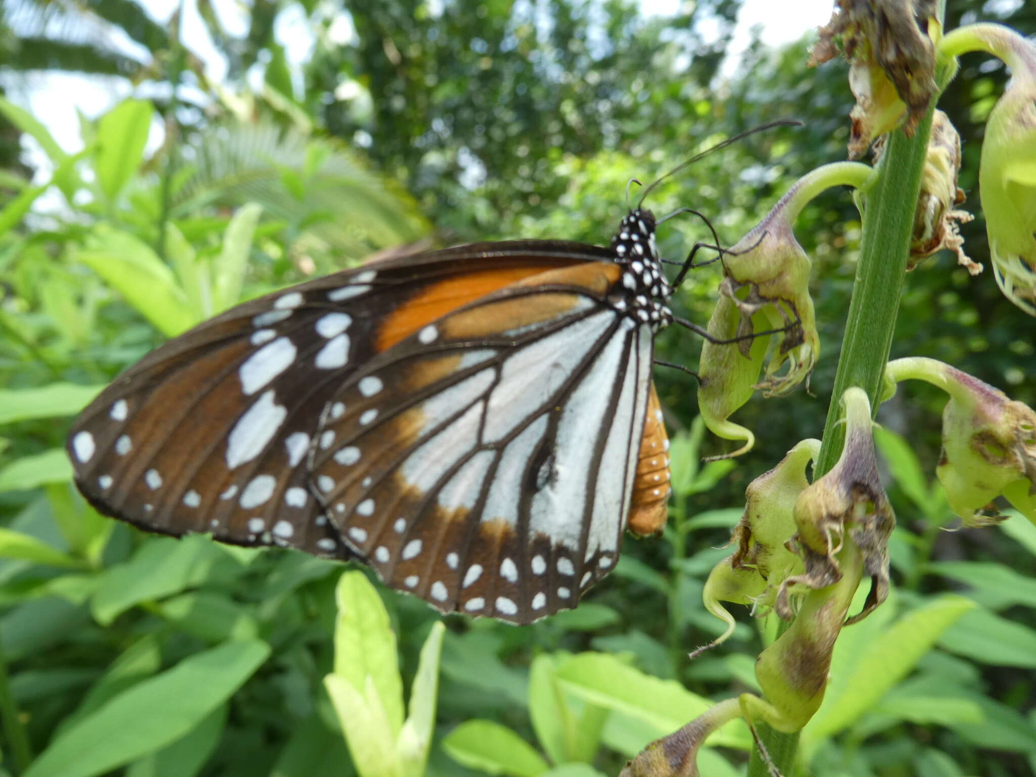 Plancia ëd Danaus (Anosia) melanippus Cramer 1777