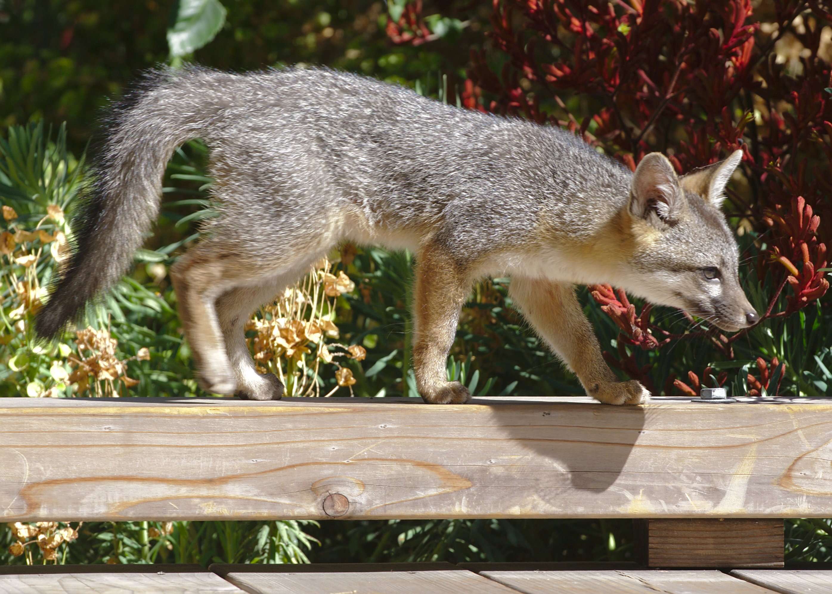 Image of Grey Foxes