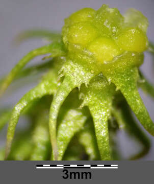 Image of Marsh Clubmoss