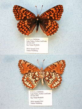 Image of Northern Checkerspot