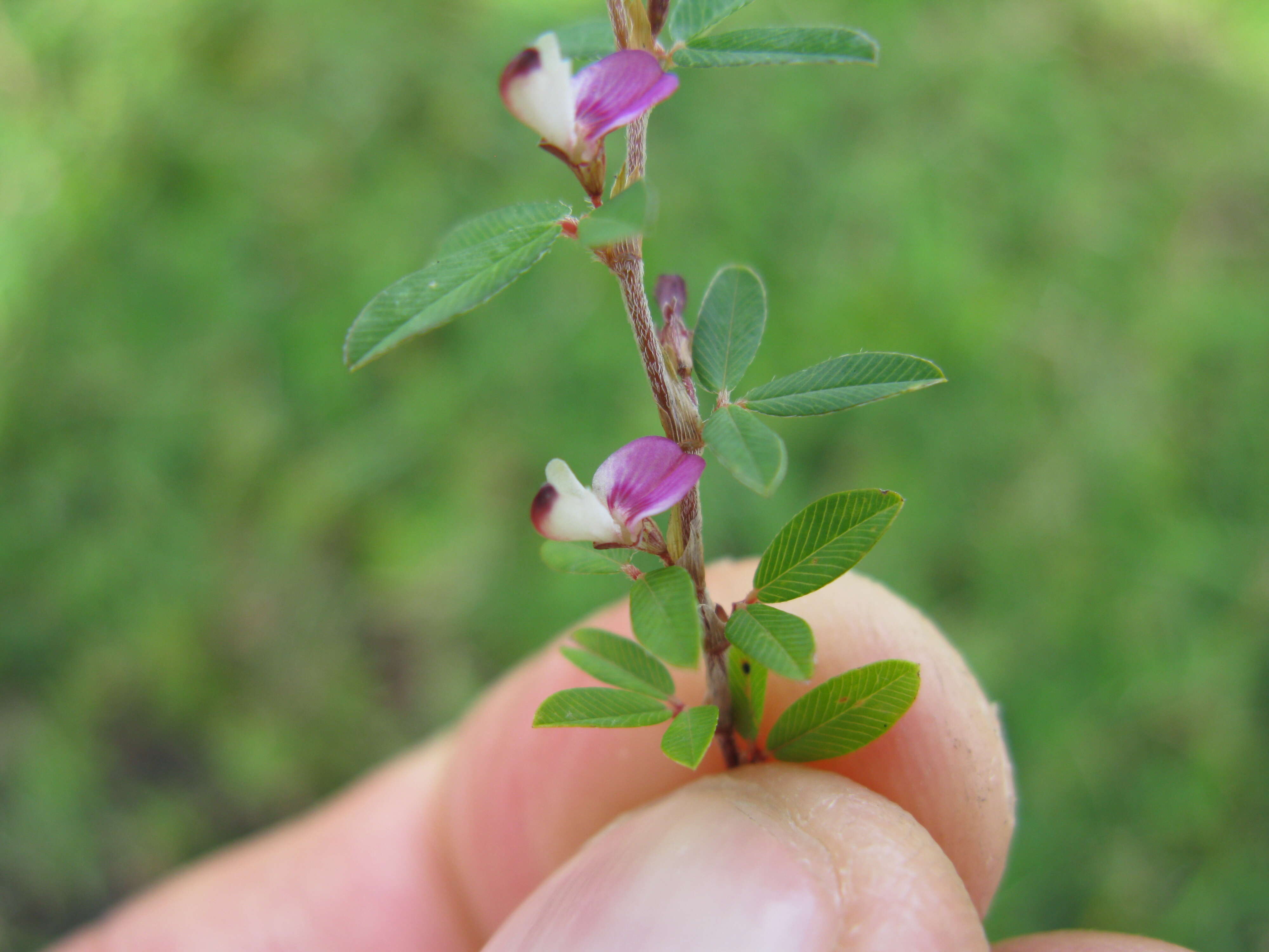 Imagem de Kummerowia striata (Thunb.) Schindl.