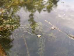 Image of western waterweed