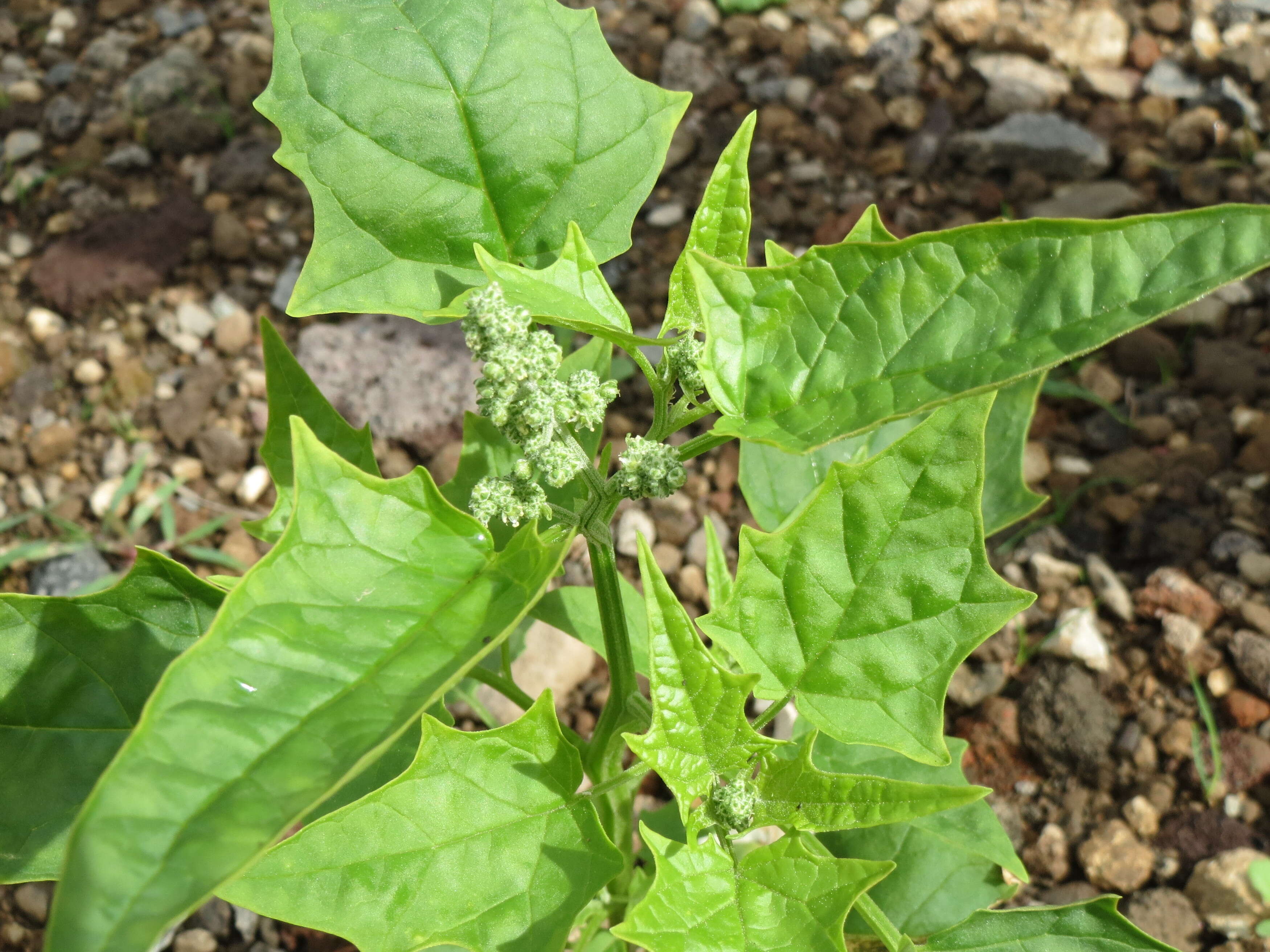 Image de Chenopodiastrum hybridum (L.) S. Fuentes, Uotila & Borsch