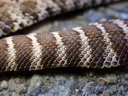 Image of Northern Pacific Rattlesnake