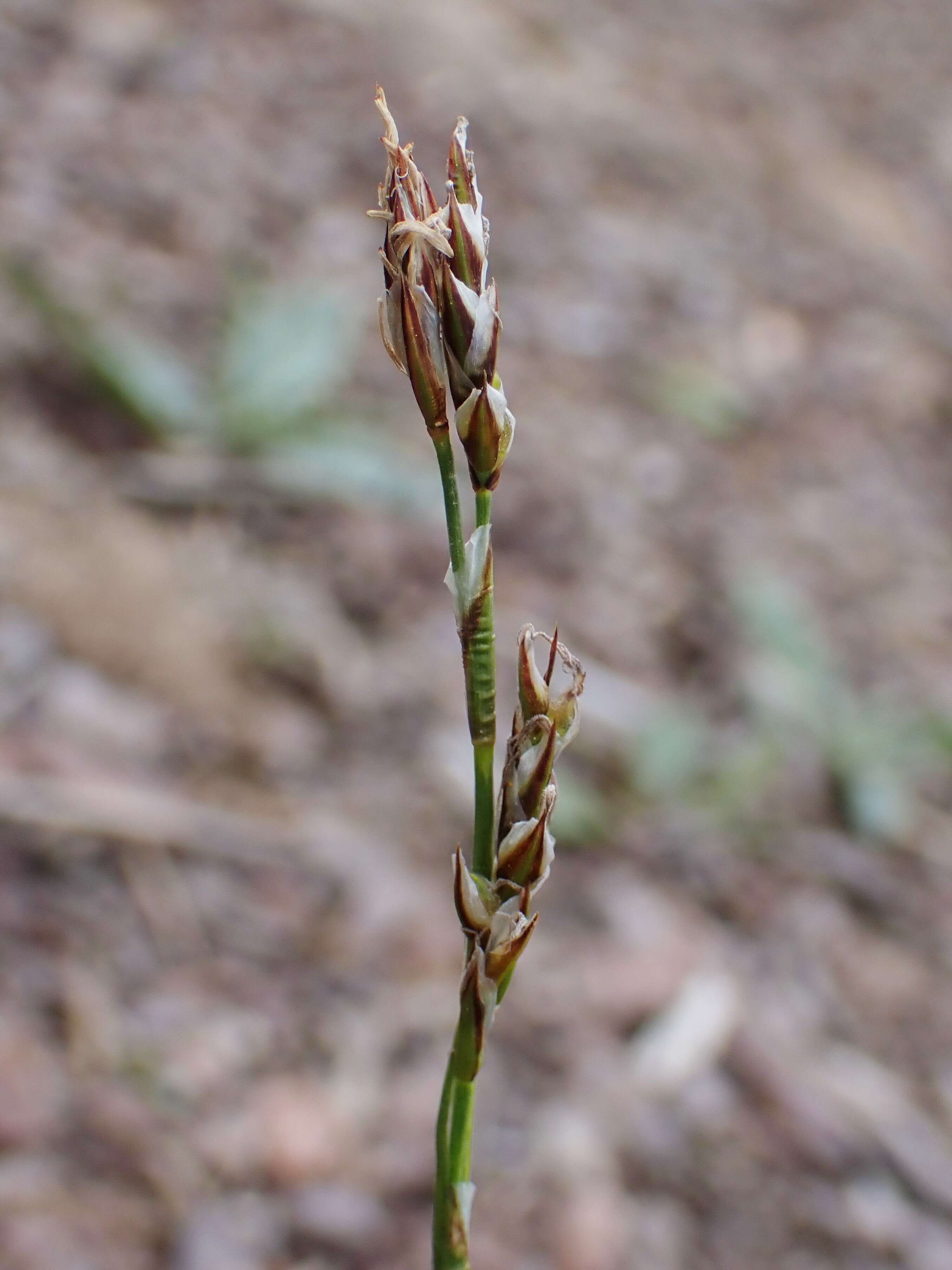 Image of Carex pediformis C. A. Mey.