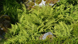 Image of Beech Fern