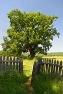 Image of Hungarian Oak