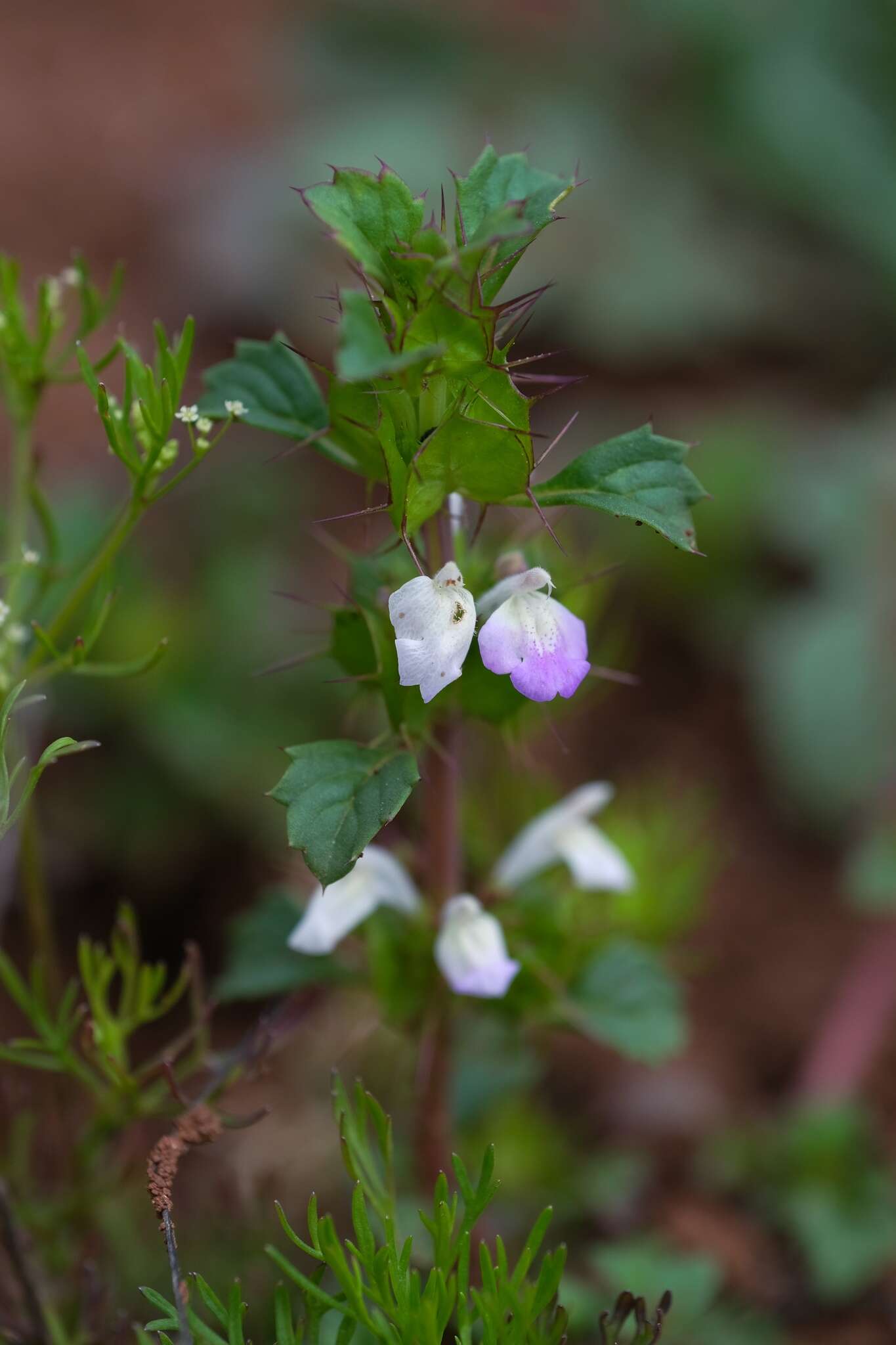 Image of San Diego thorn-mint