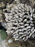 Image of goose-necked barnacle