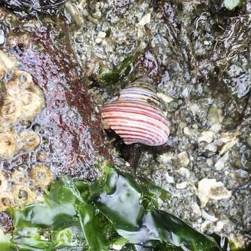 Image of Blue Top Snail