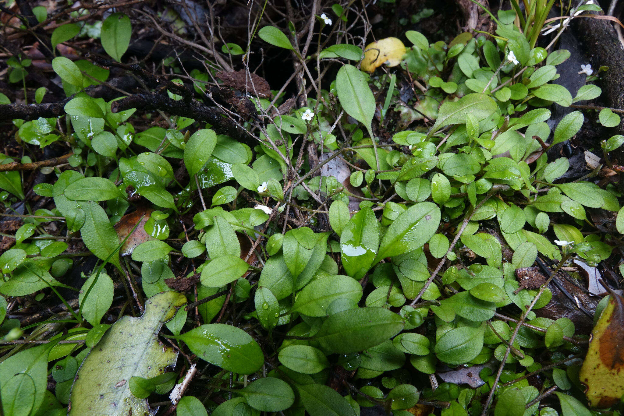 Image of Myosotis tenericaulis Petrie.