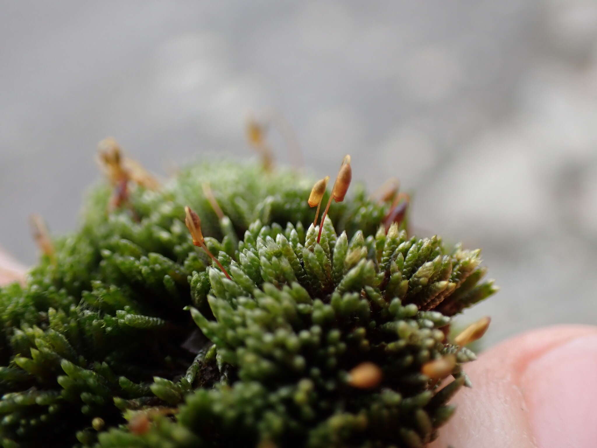 Image of silvergreen bryum moss