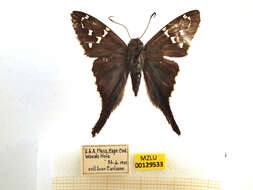 Image of Long-tailed Skipper