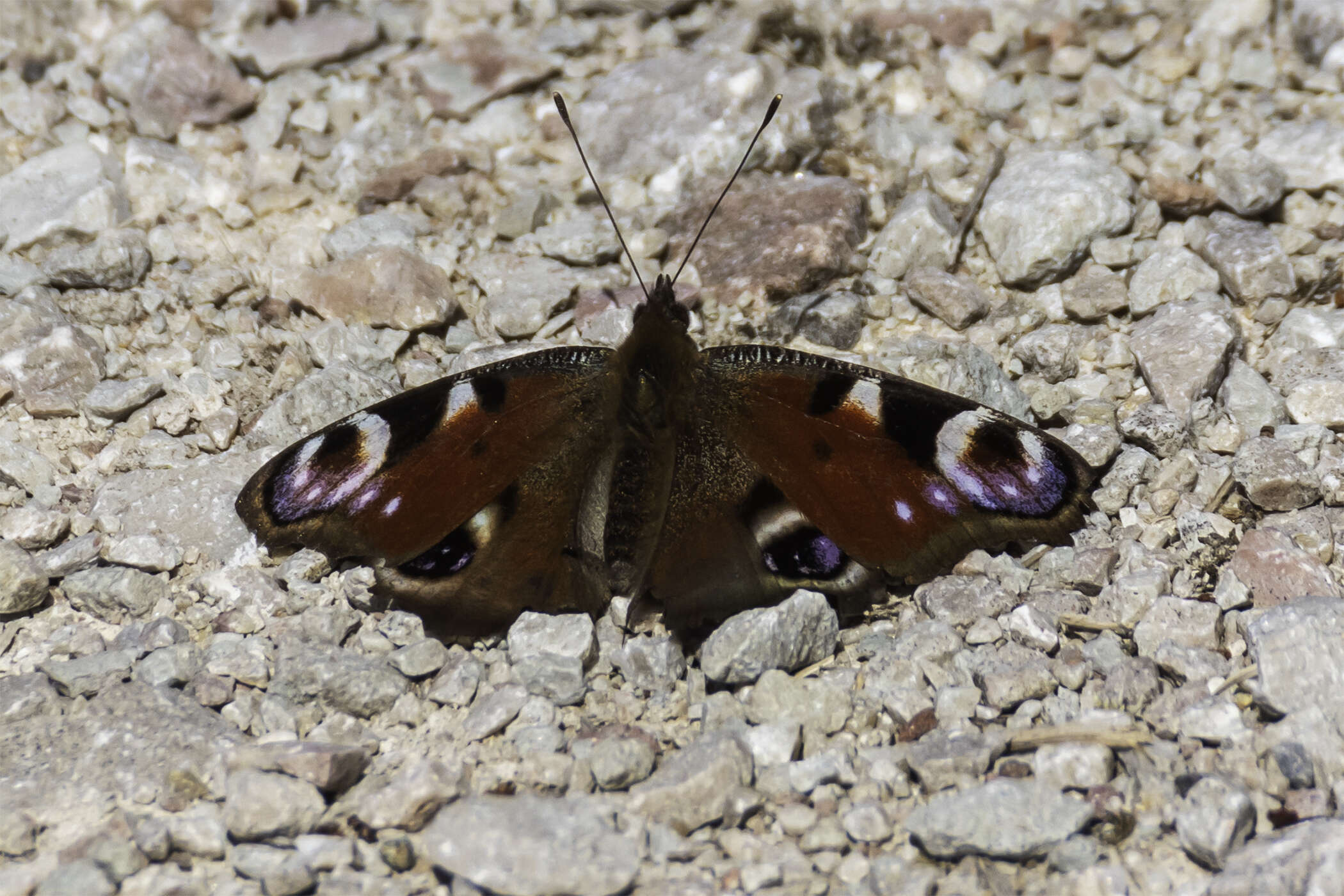 Image of Aglais io