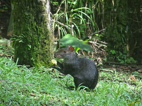 Image of Central American Agouti