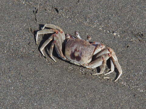 Image of Horned Ghost Crab