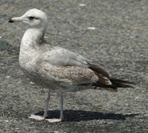 Image of California Gull