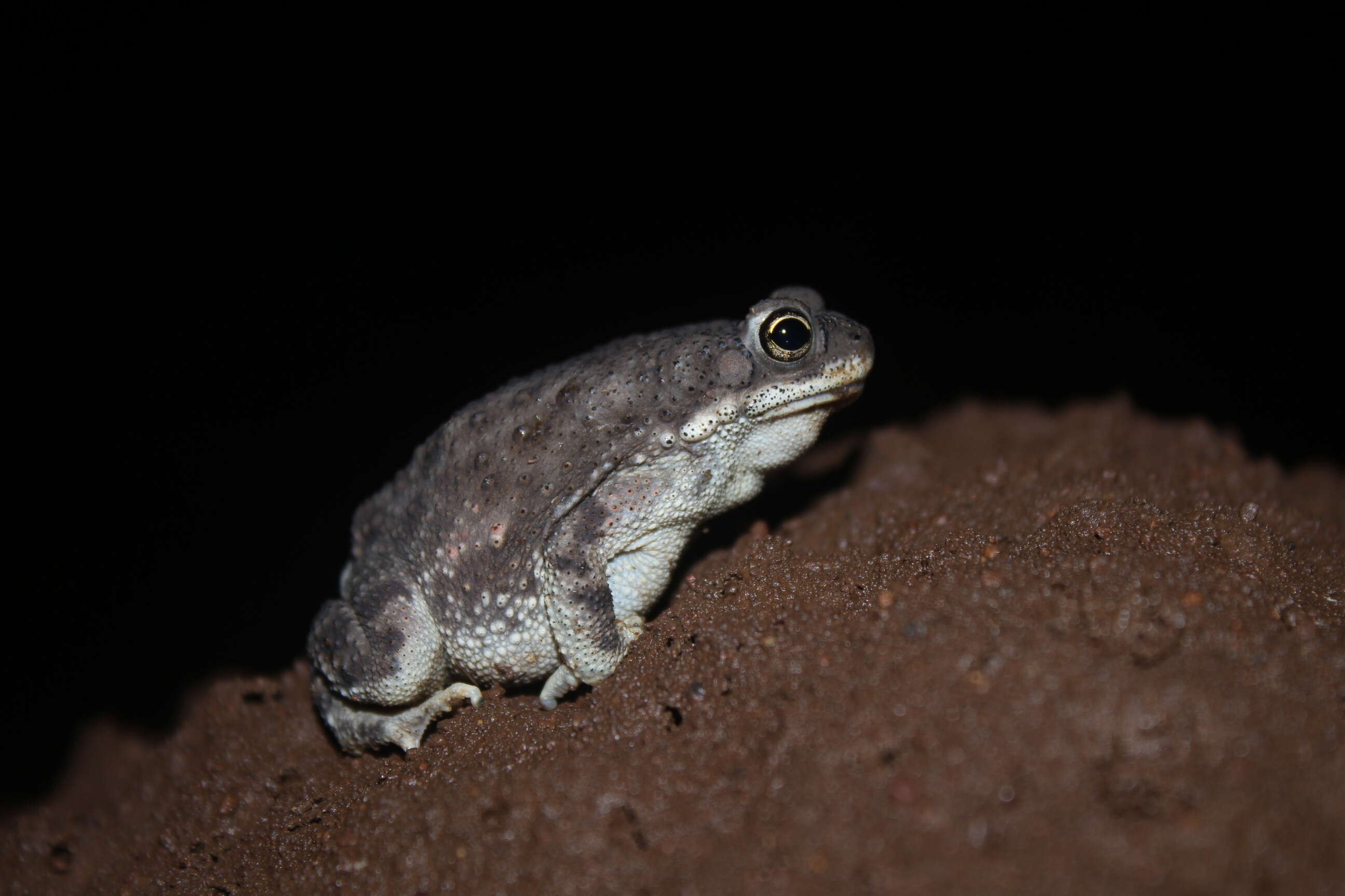 Image of Duttaphrynus Frost, Grant, Faivovich, Bain, Haas, Haddad, de Sá, Channing, Wilkinson & Donnellan et al. 2006