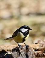 Image of Great Tit