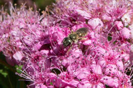 Image of Halictus confusus Smith 1853