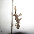 Image de Geckos à queue plate d'Alluaud