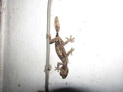 Image of Northern Fiat-tail Gecko