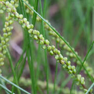 Image of three-rib arrowgrass