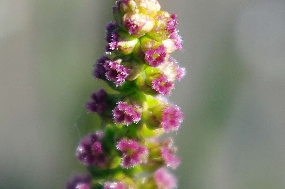 Image of Sea Arrowgrass