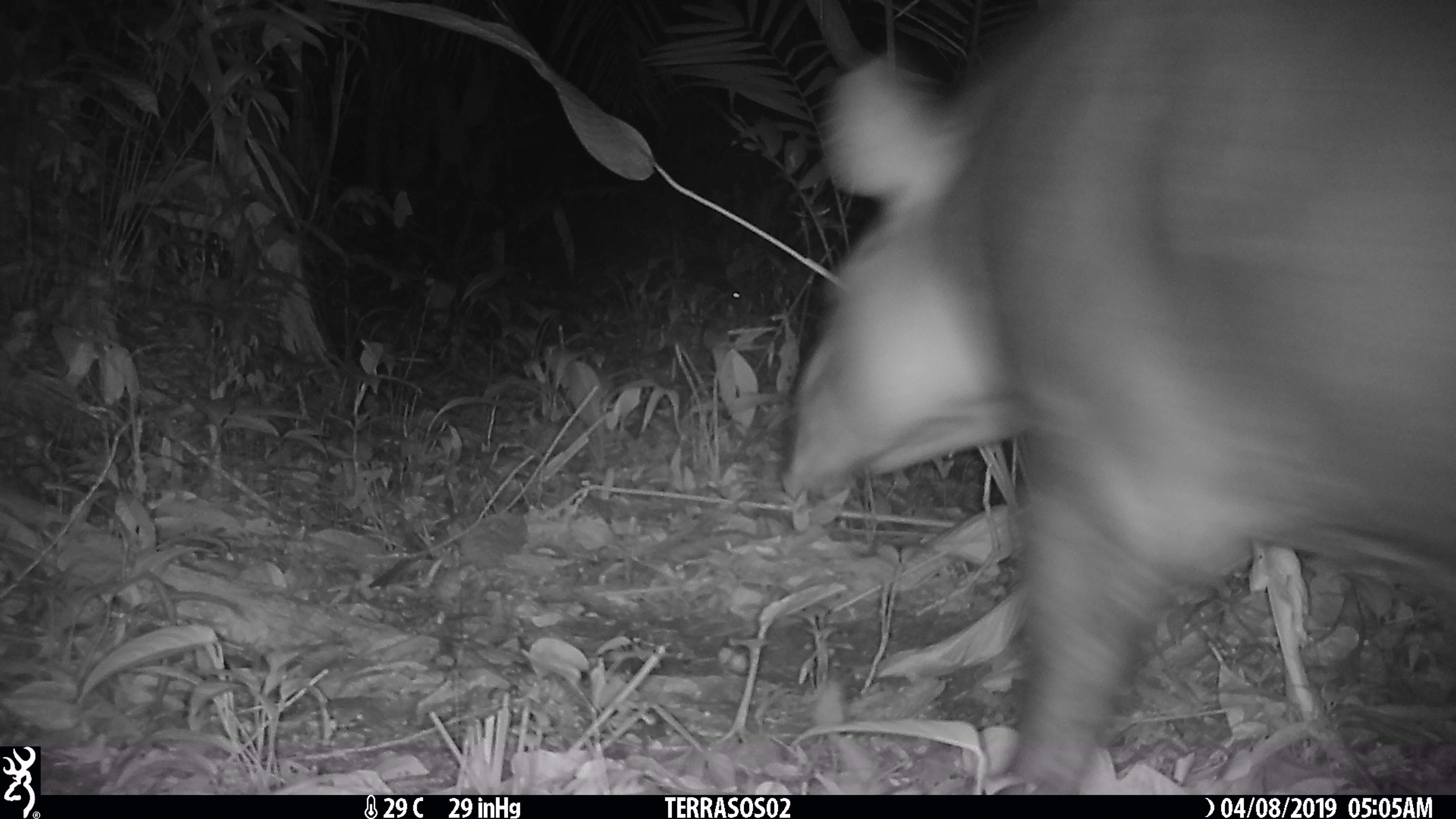 Image of Brazilian Tapir