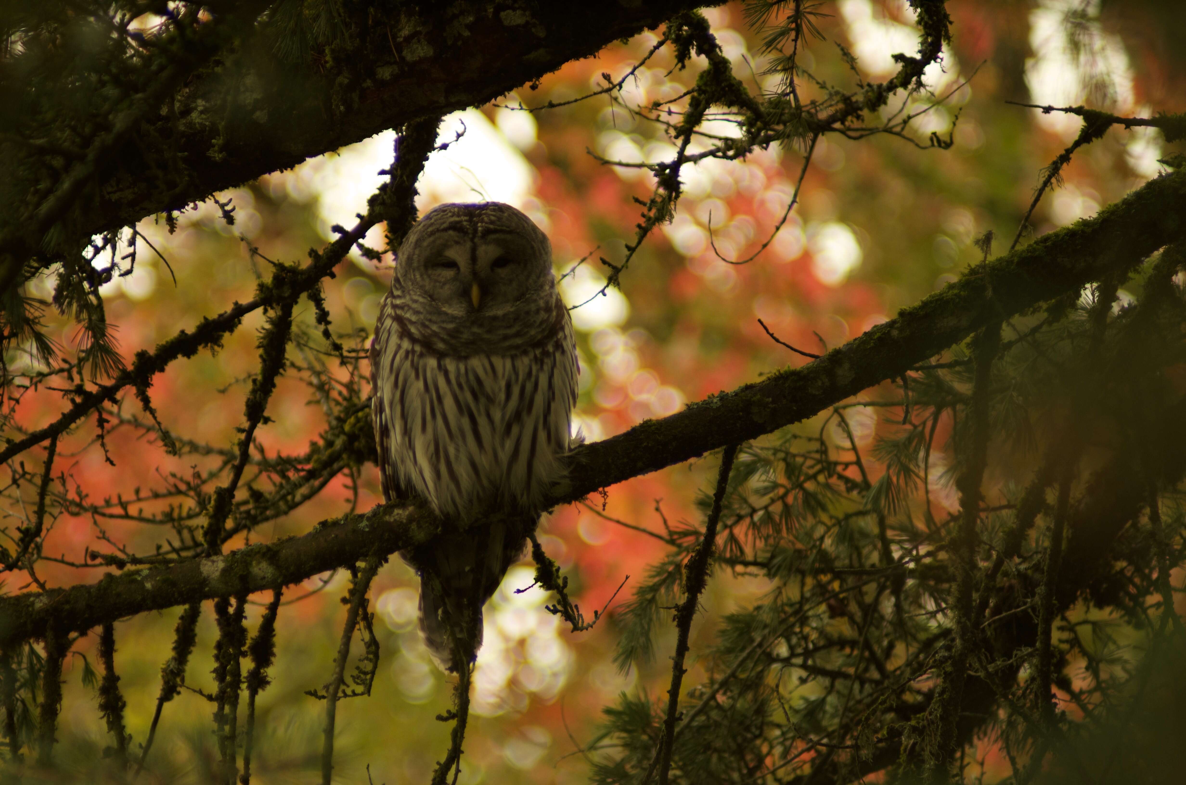 Image of Barred Owl