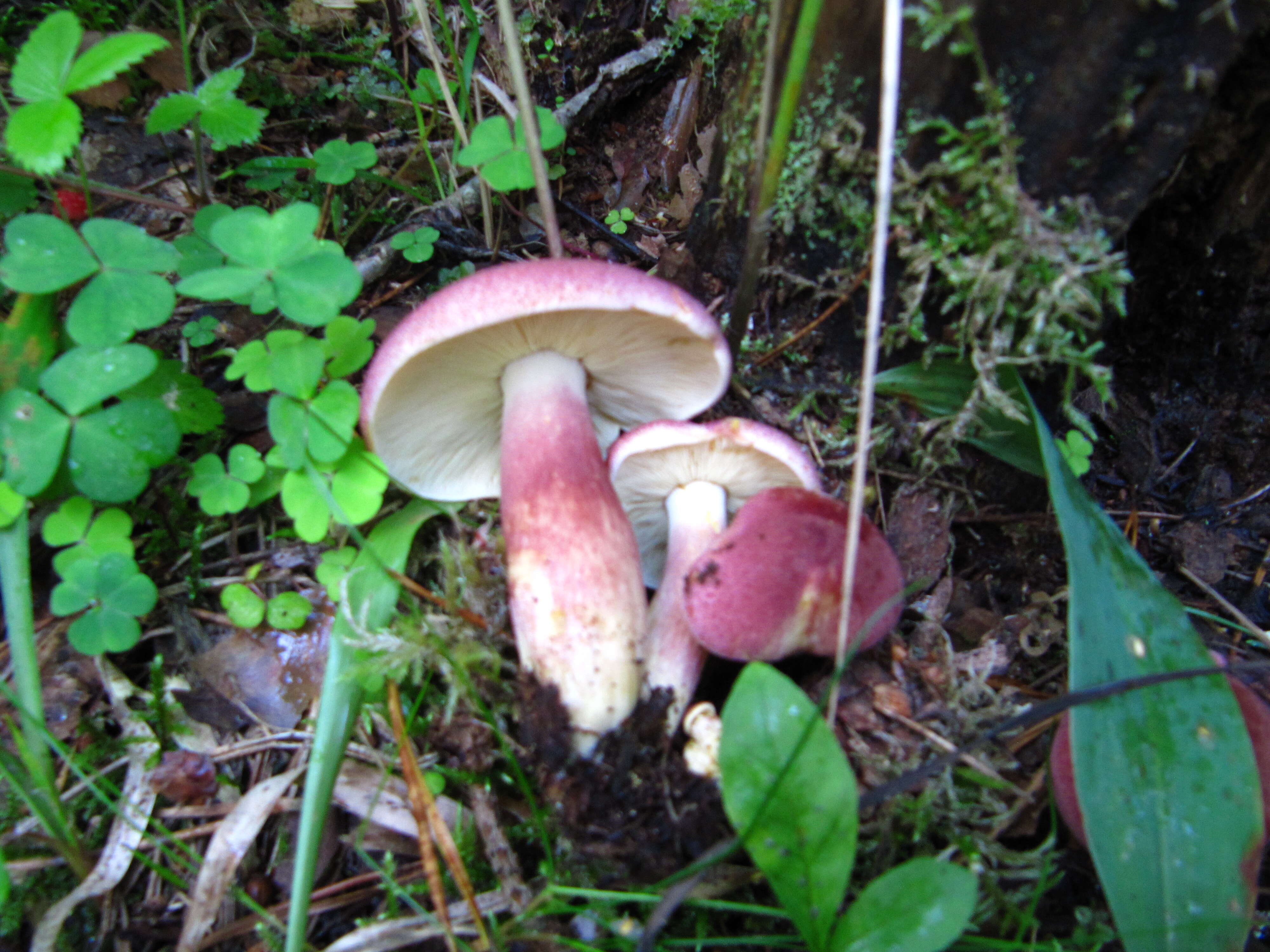 Image of Tricholomopsis rutilans (Schaeff.) Singer 1939