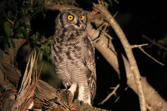 Image of Spotted Eagle-Owl