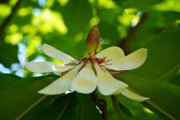 Image of Japanese Big Leaf Magnolia