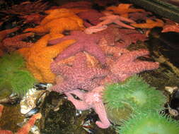 Image of ochre sea star