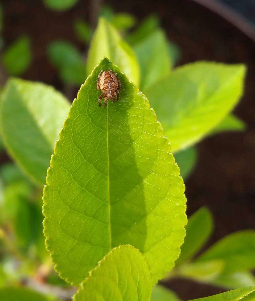 Image of Garden spider